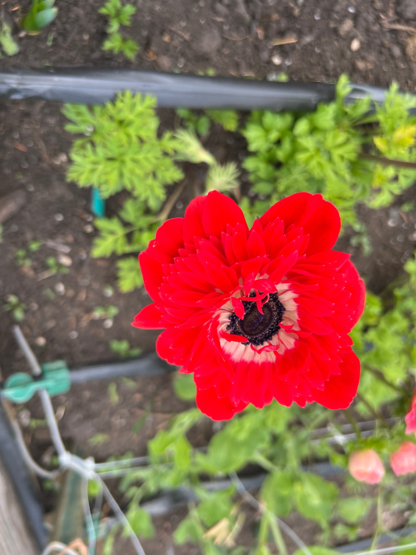 Anemone Levante Mix - 10 corms