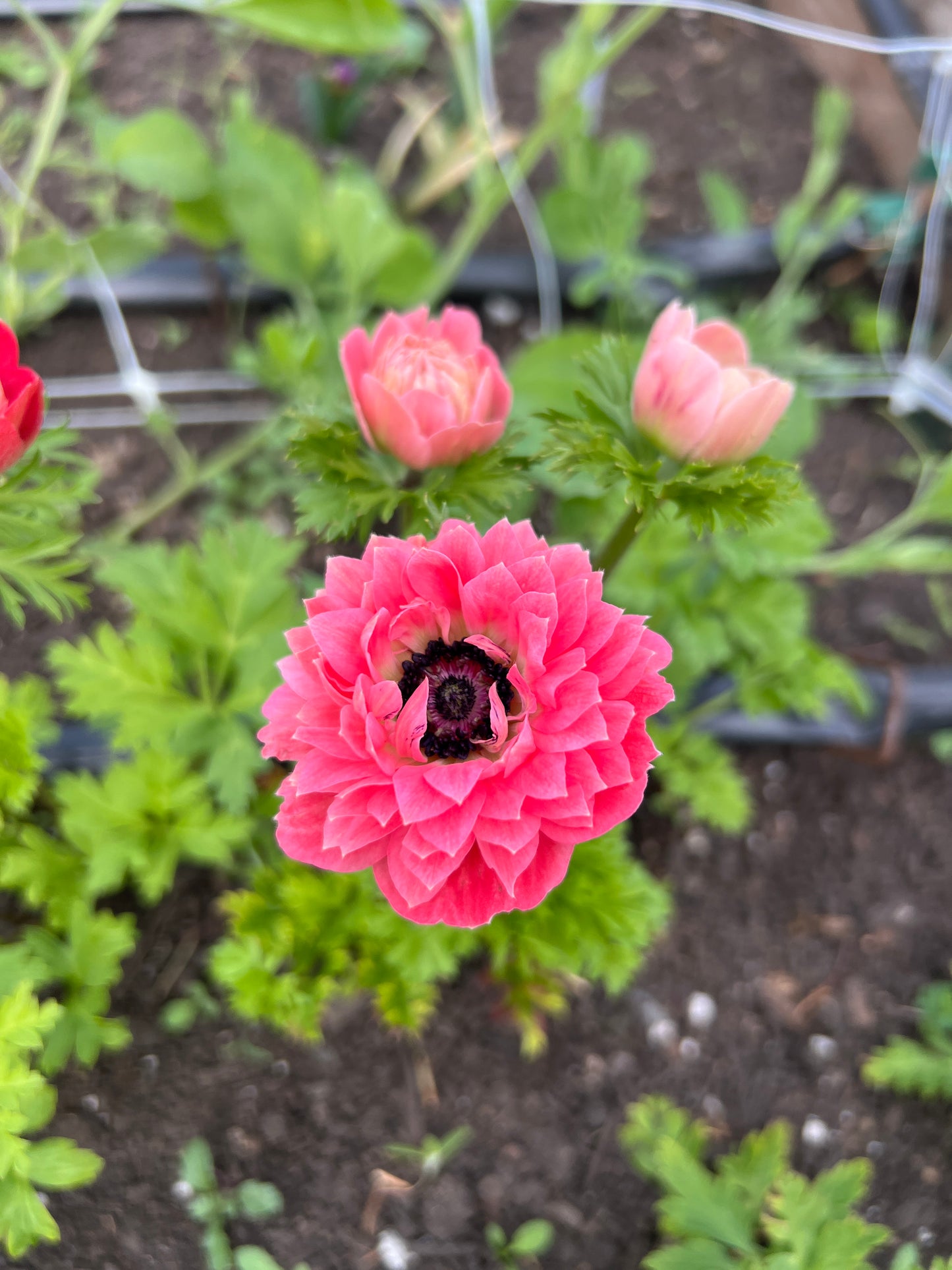 Anemone Levante Mix - 10 corms