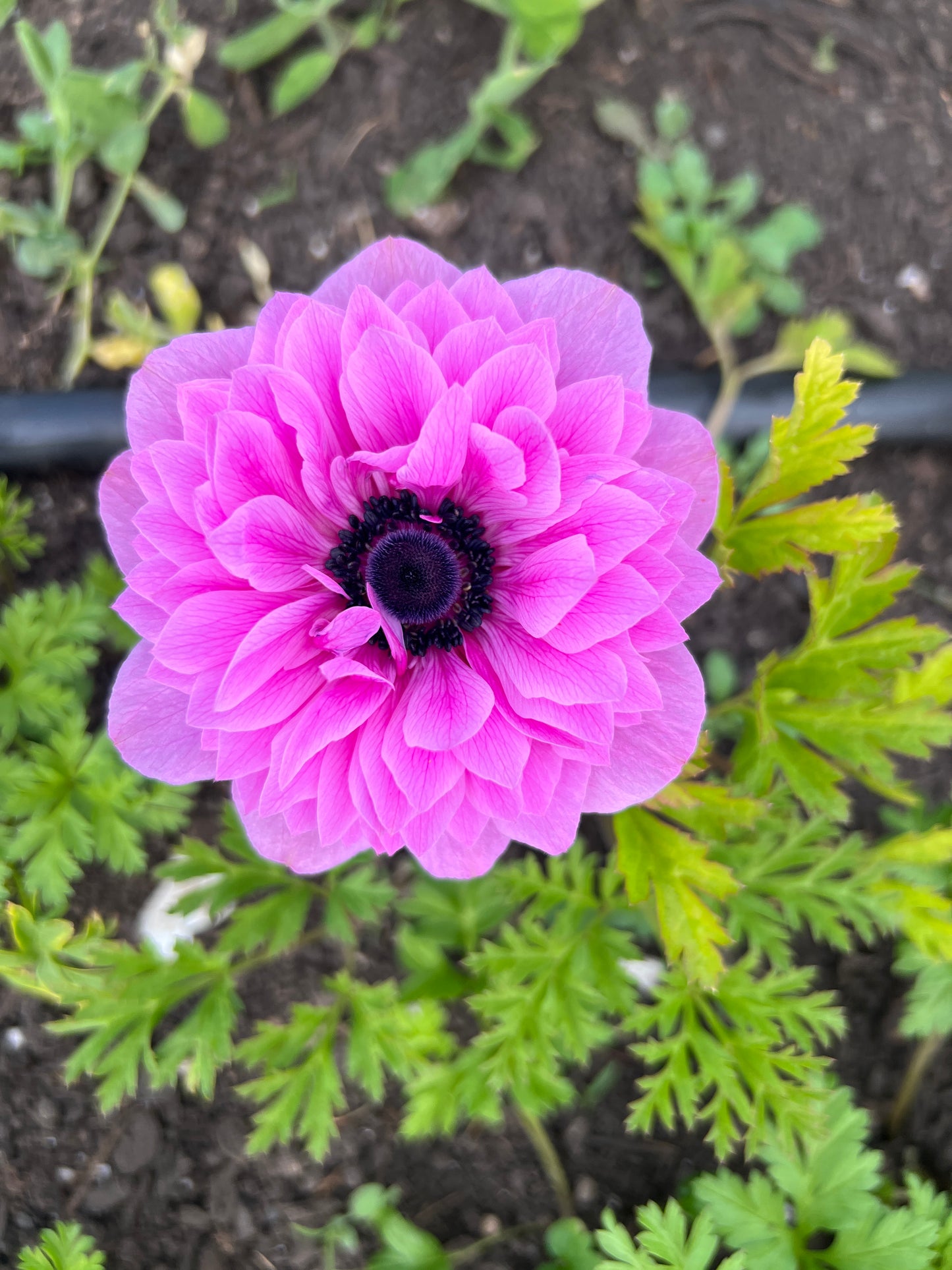 Anemone Levante Mix - 10 corms