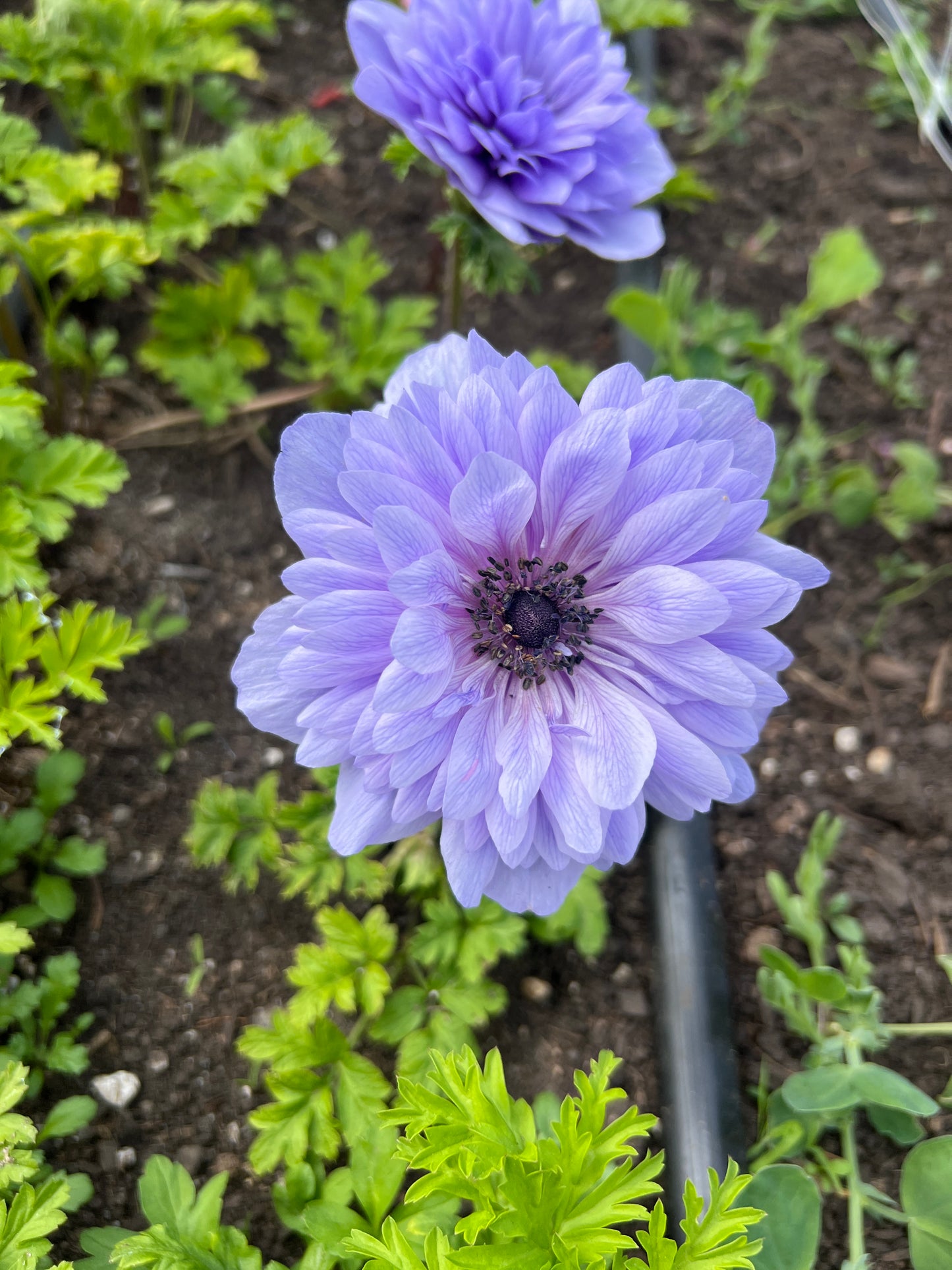 Anemone Levante Mix - 10 corms