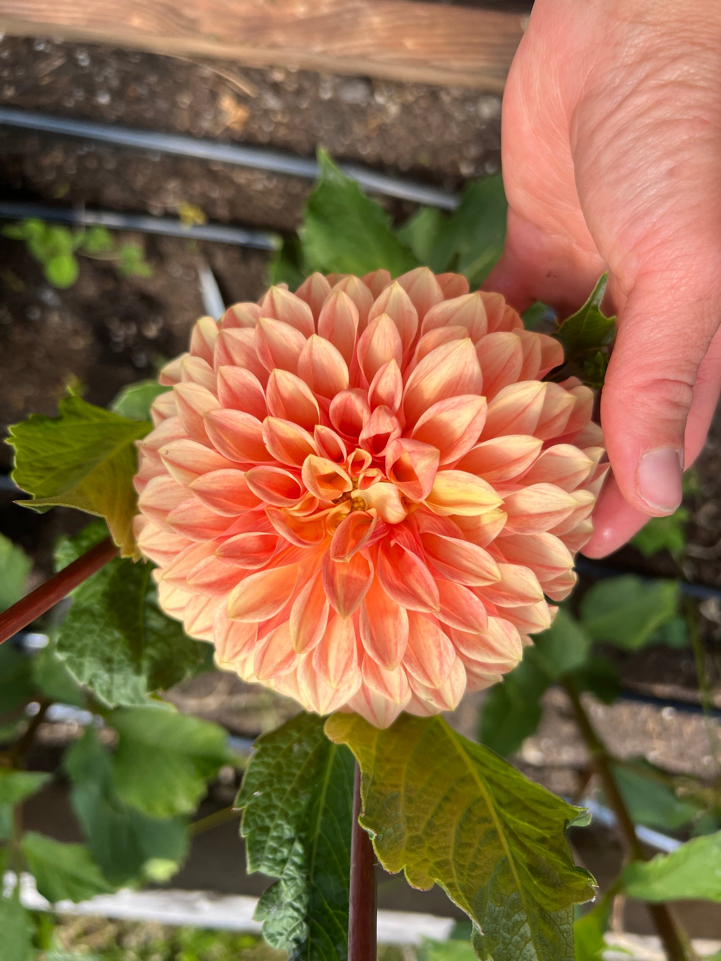 KA® Desert Rose Dahlia - Limit 1