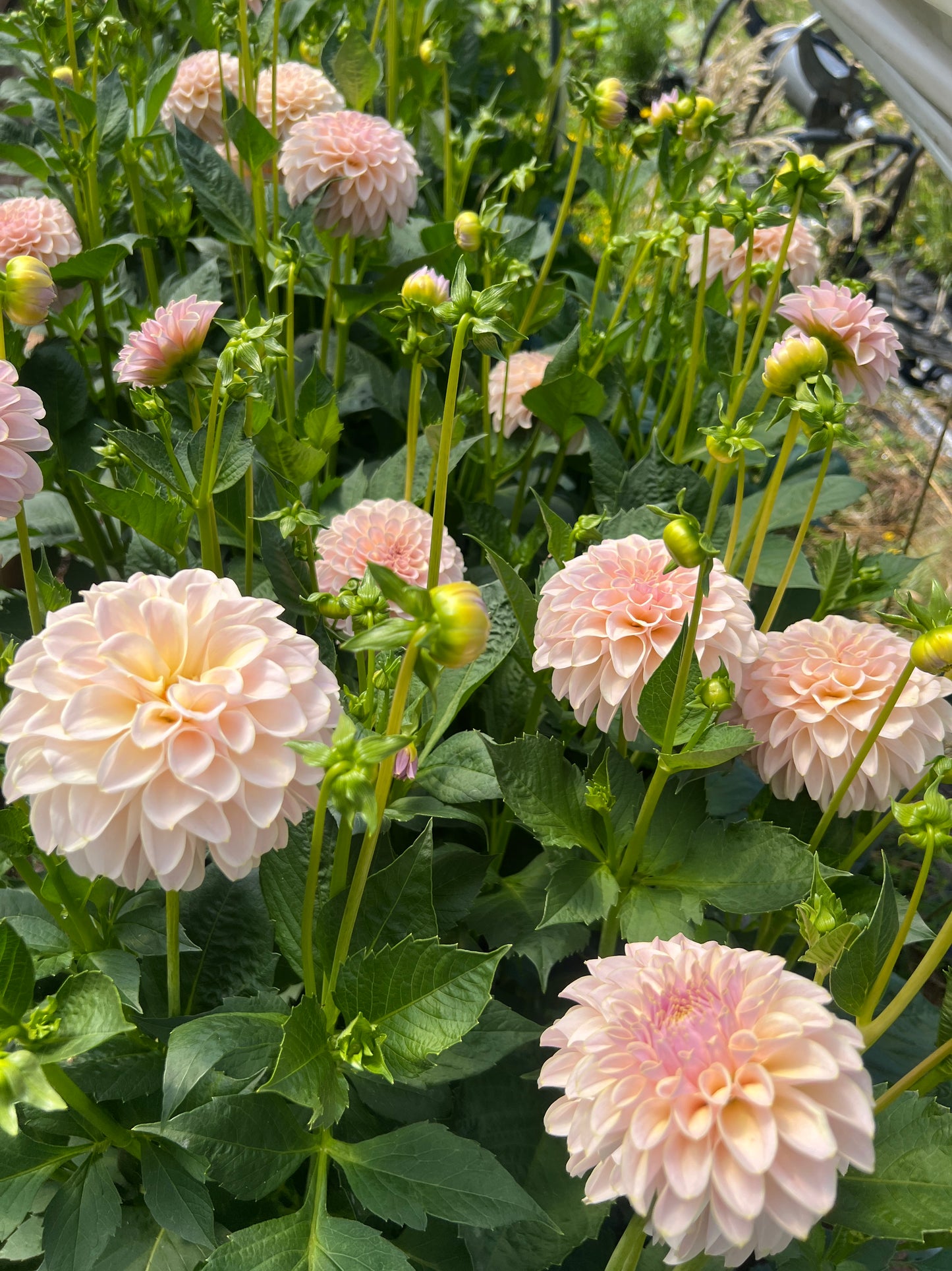 KA® Cinder Rose OR Bella Luna
