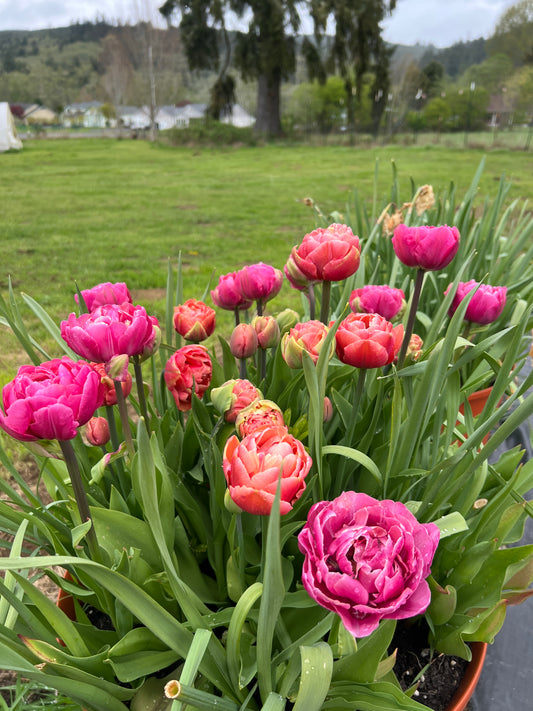 COMING SOON- Henkie Penkie Mix Tulips - 10 Bulbs