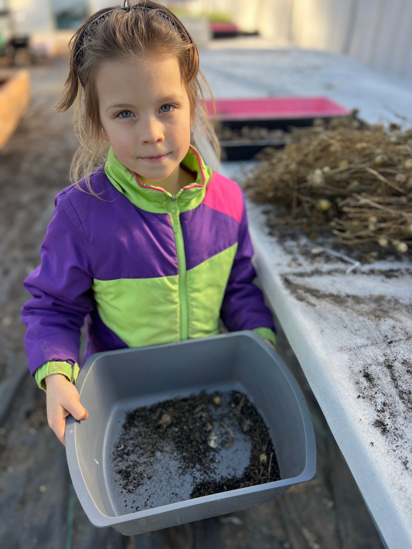 Nigella 'Miss Jekyll Rose'