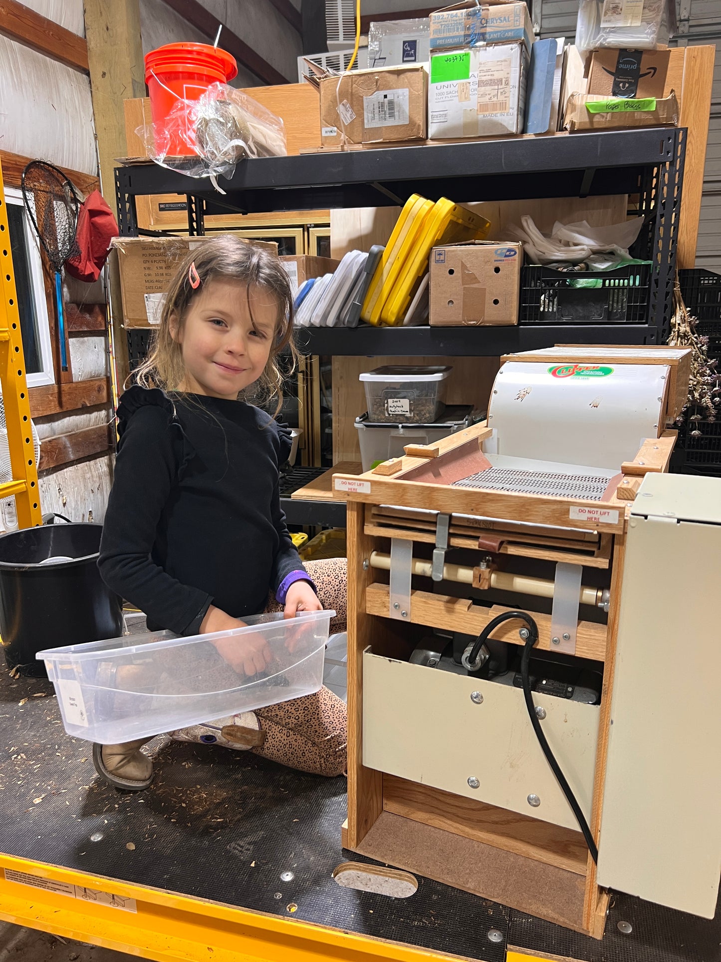 Nigella 'Miss Jekyll Rose'