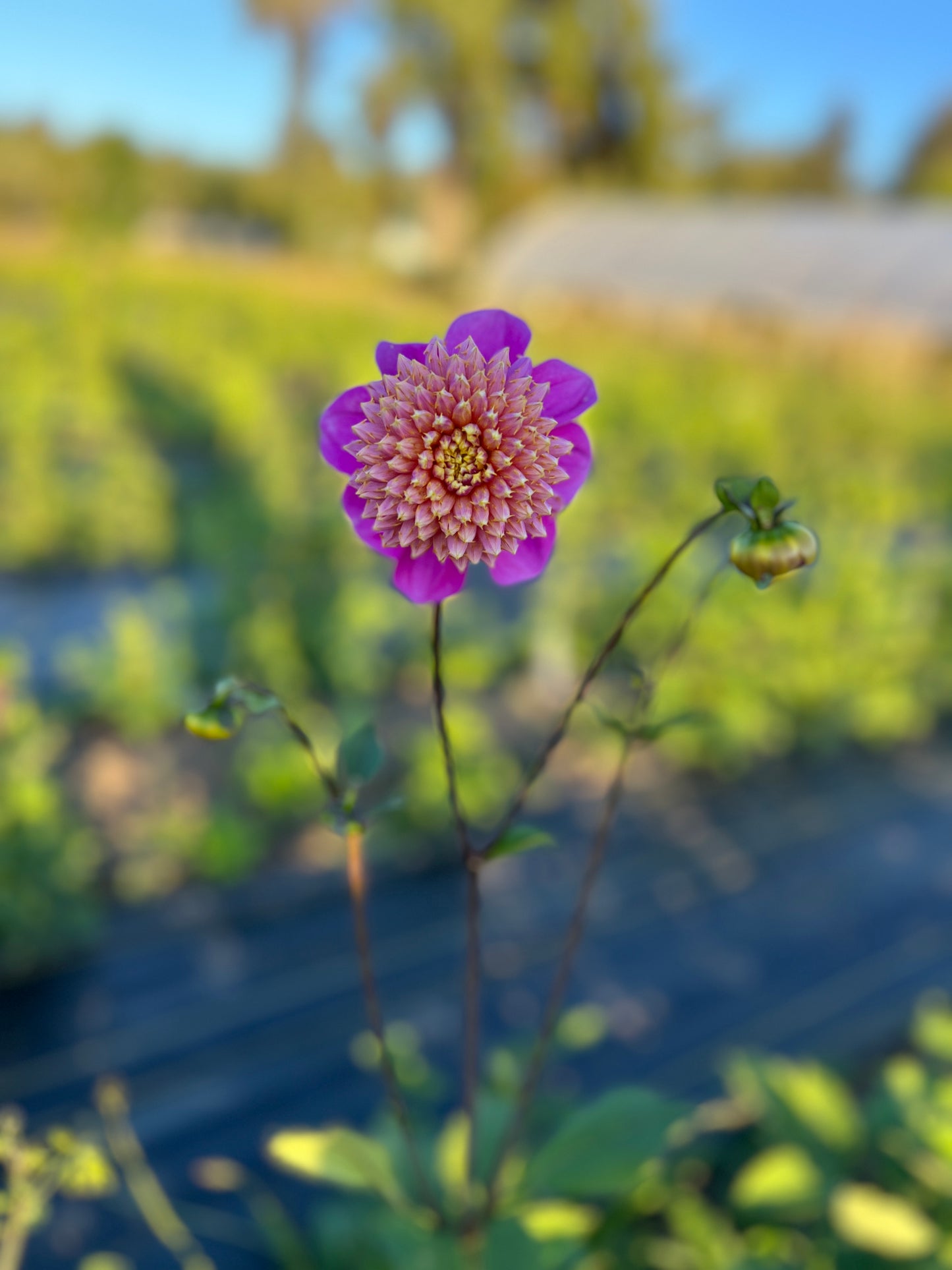 Bloomquist Ginnie Dahlia