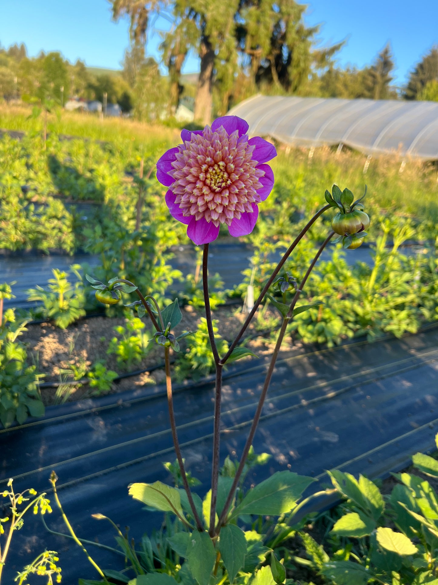 Bloomquist Ginnie Dahlia