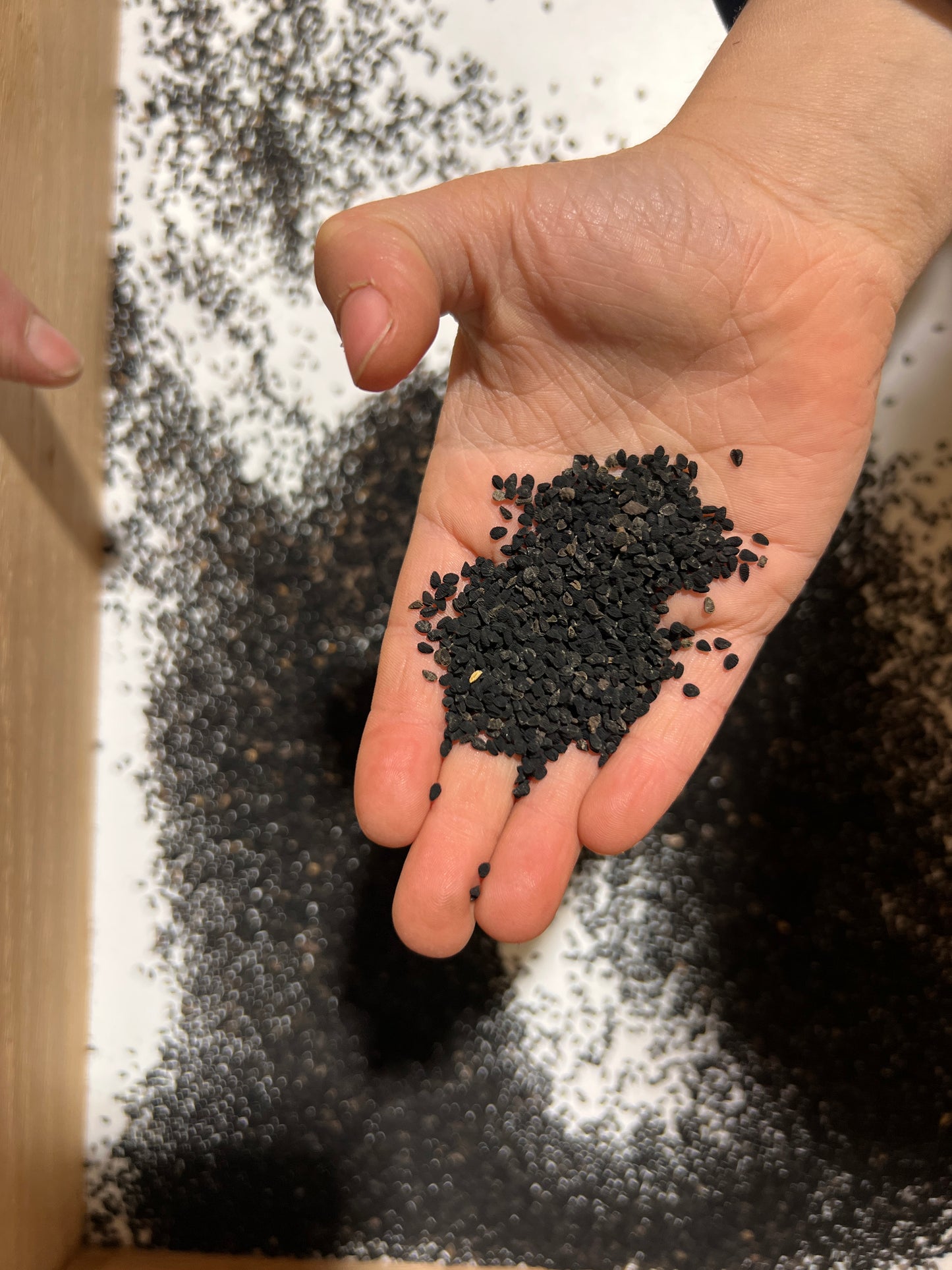 Nigella 'Miss Jekyll Rose'