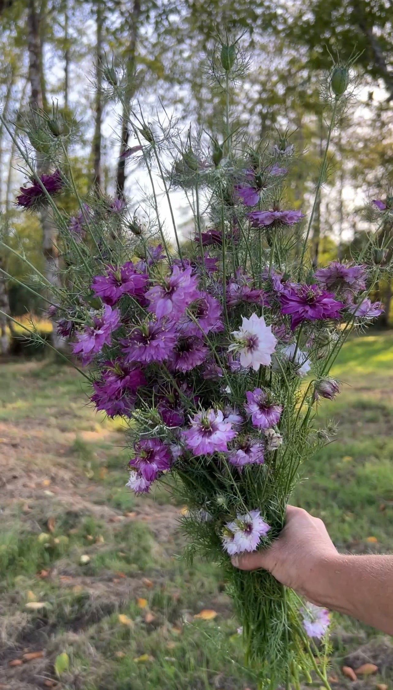 Nigella 'Miss Jekyll Rose' – Flower People