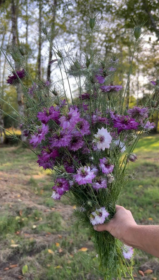 Nigella 'Miss Jekyll Rose'