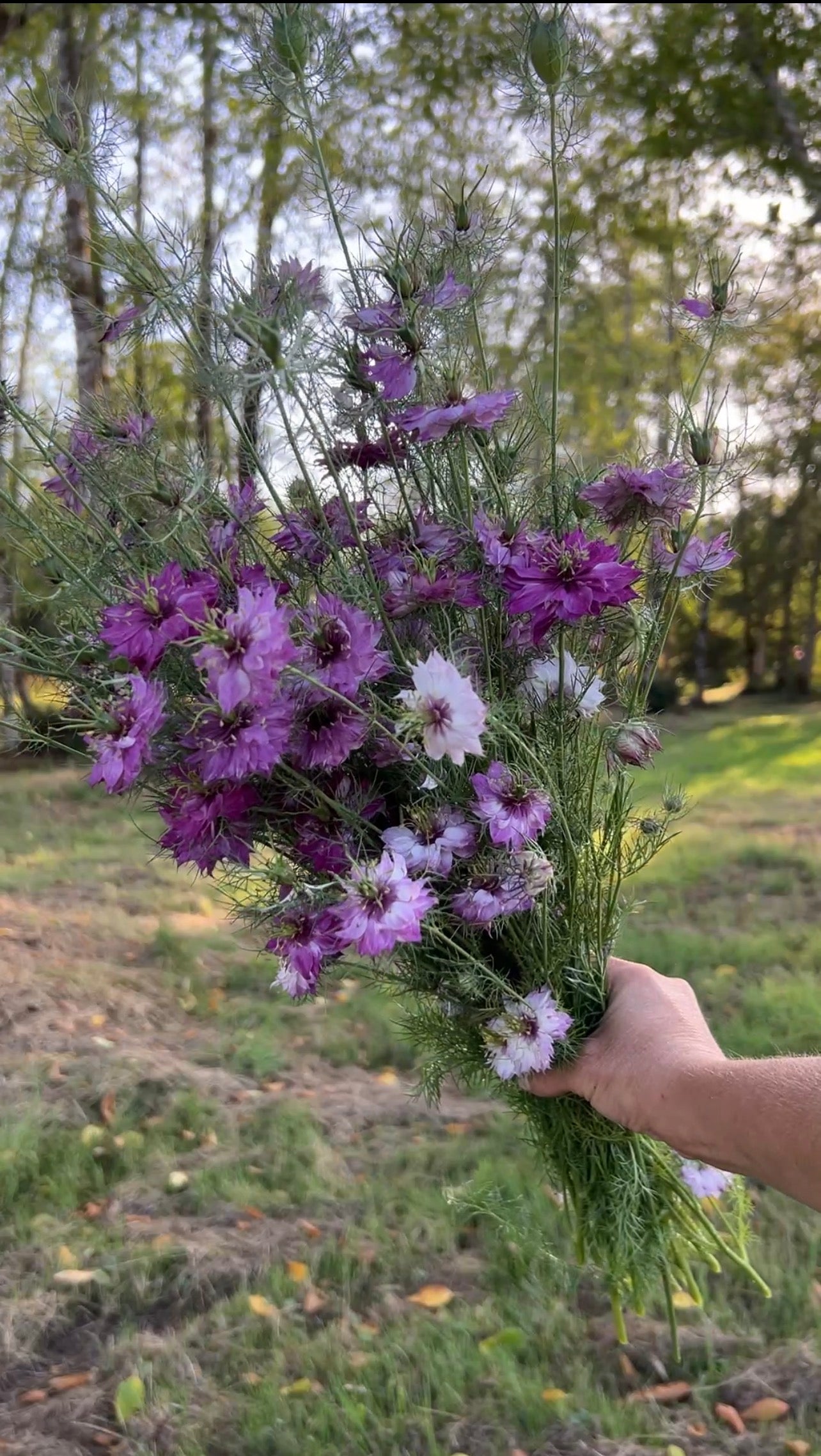 Nigella 'Miss Jekyll Rose'