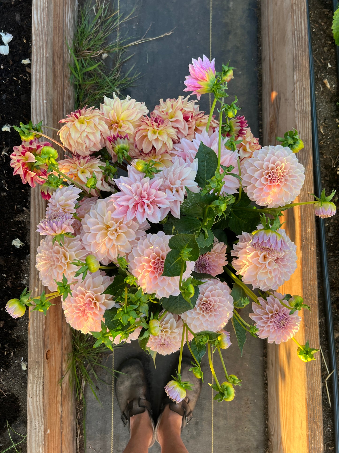 KA® Cinder Rose OR Bella Luna