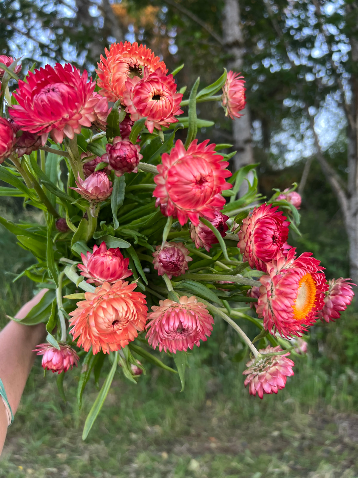 Strawflower APRICOT/PEACH Mix 50 Seeds Helichrysum Bacterium Organic Strawflower APRICOT/PEACH Mix 50 Seeds Helichrysum Bacterium Organic