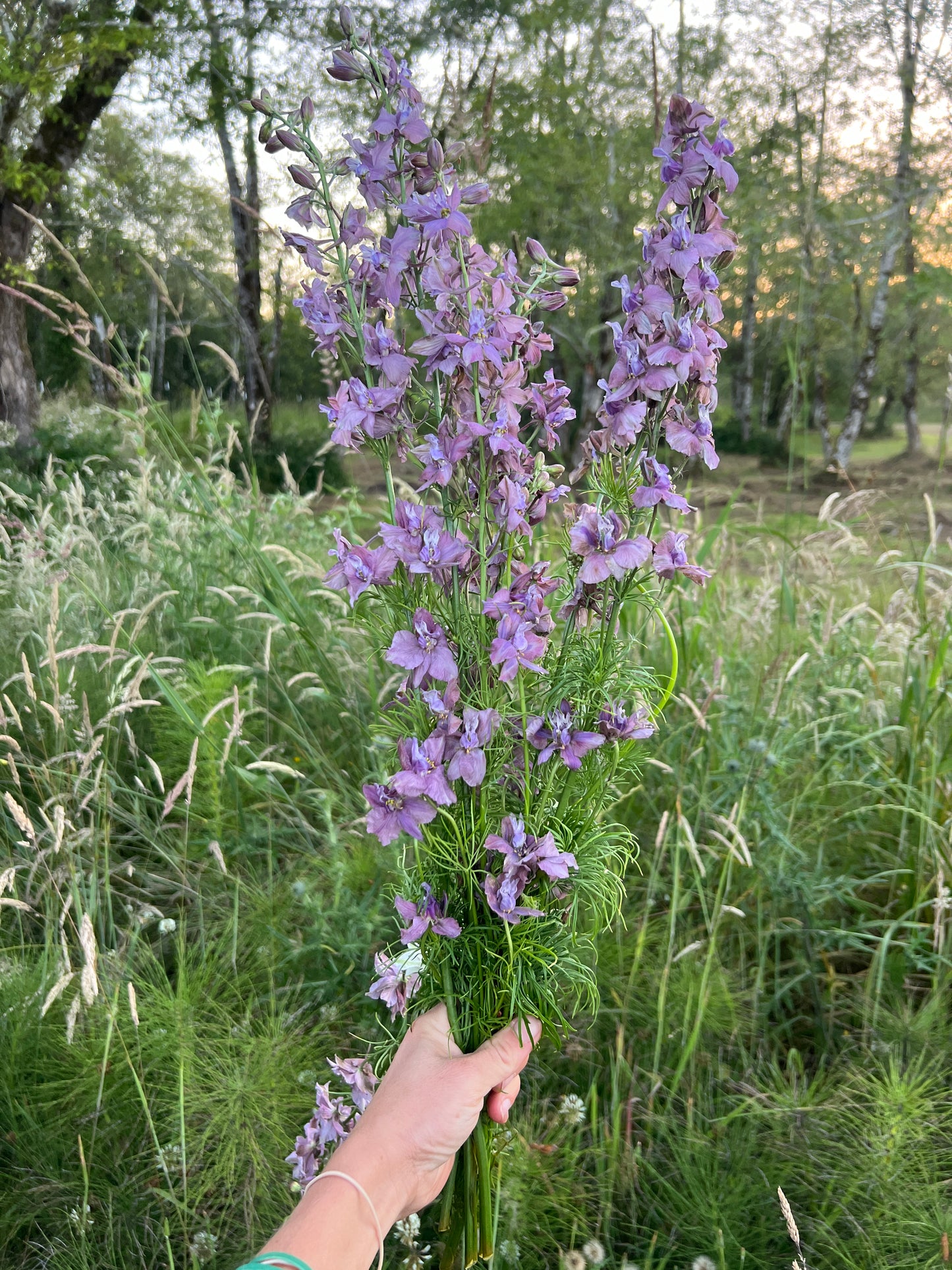 Larkspur  - Earl Gray