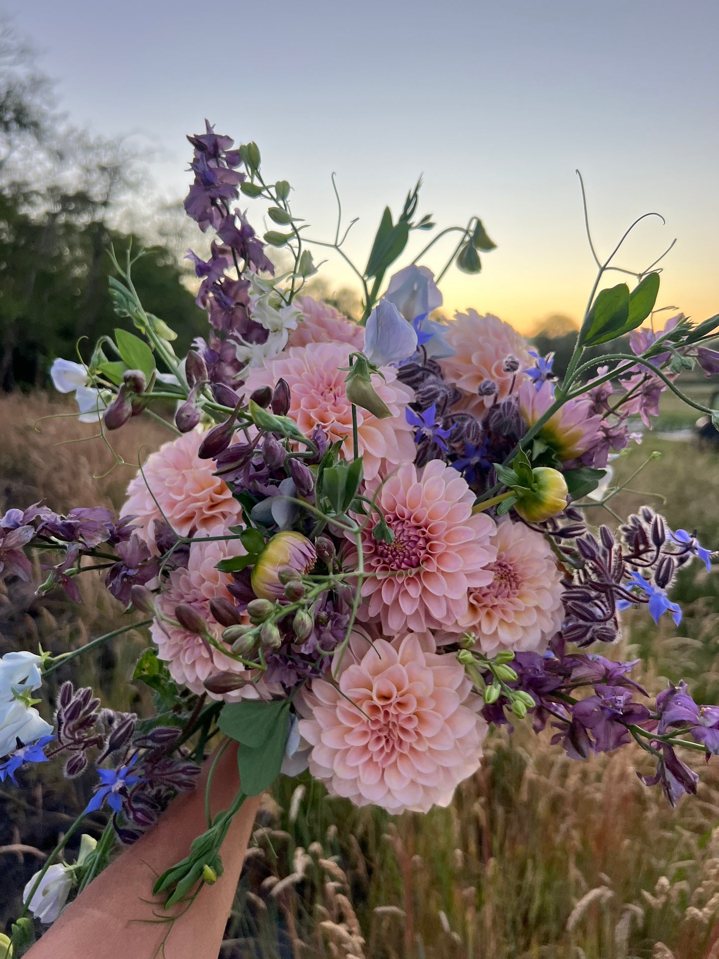 Larkspur  - Earl Gray