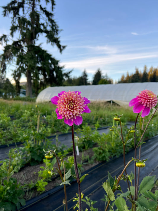 Bloomquist Ginnie Dahlia