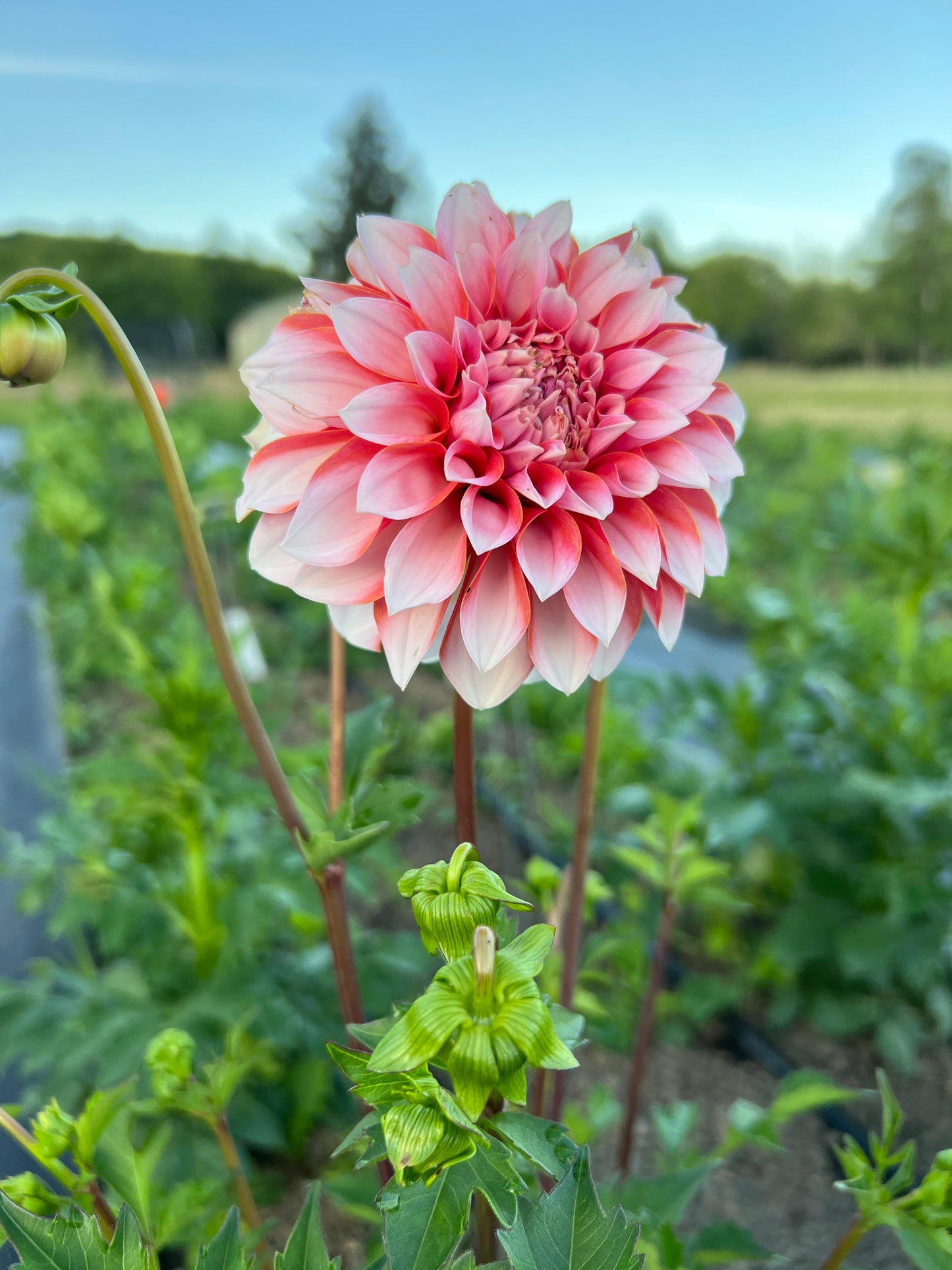RM Baby Girl Dahlia