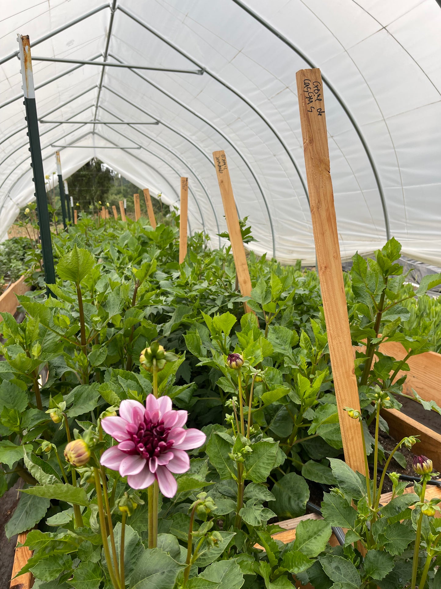 Creme de Cassis Dahlia