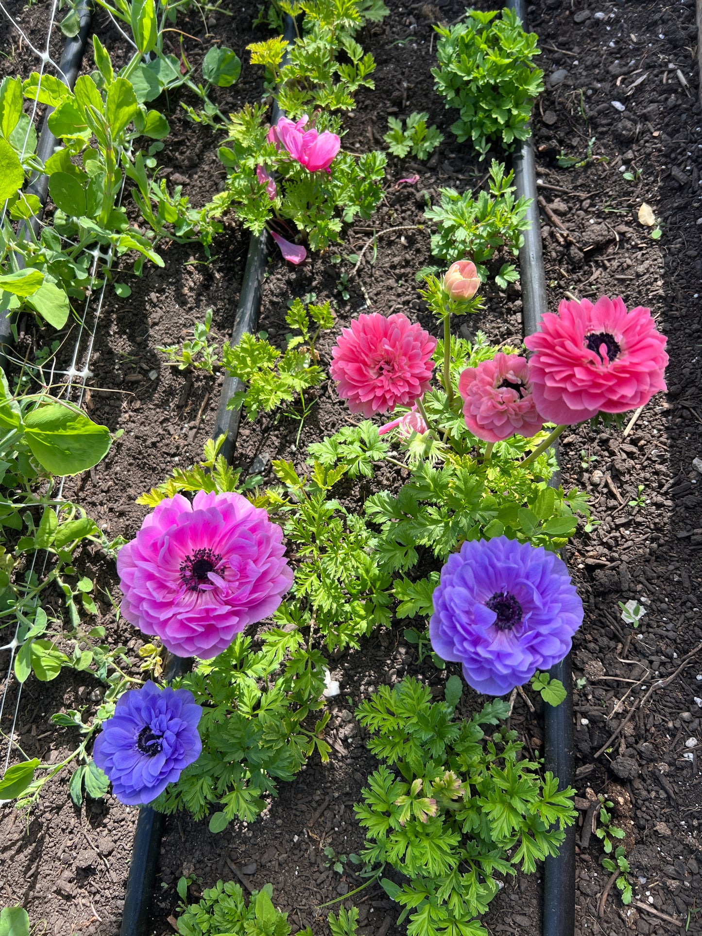 Anemone Levante Mix - 10 corms