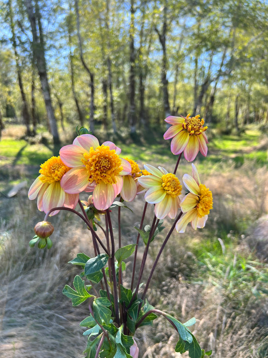 Bloomquist Golden Dahlia