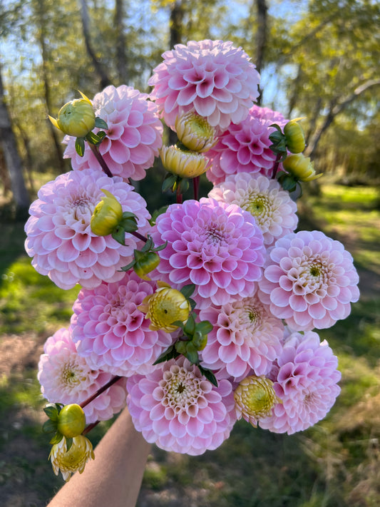 Wizard of Oz Dahlia