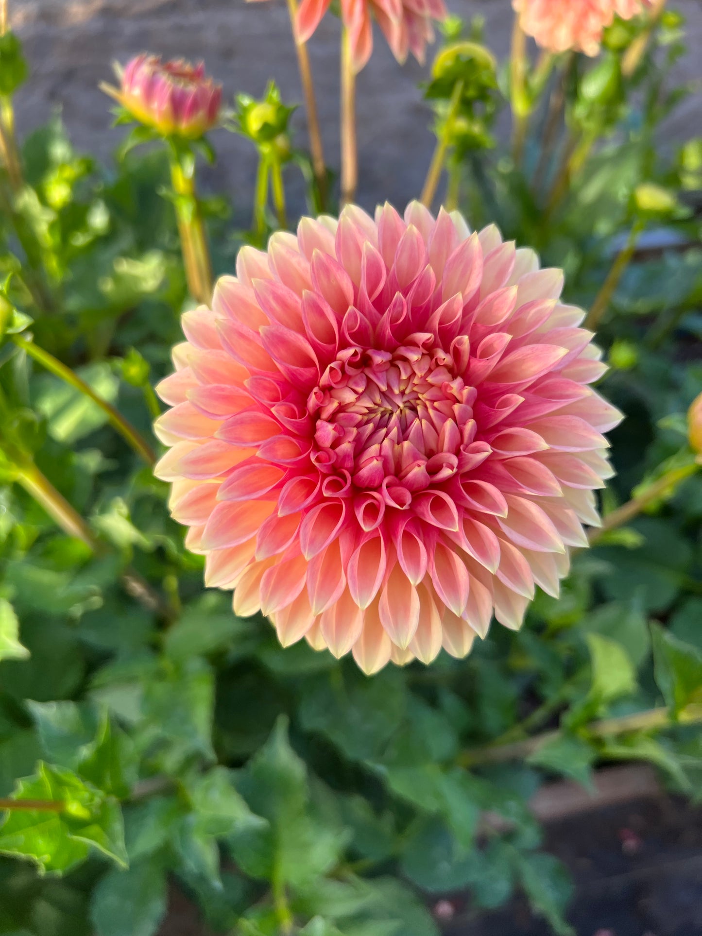 KA® Desert Rose Dahlia - Limit 1