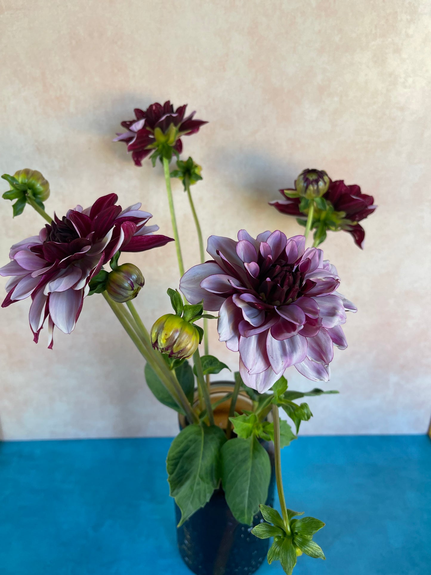 Creme de Cassis Dahlia