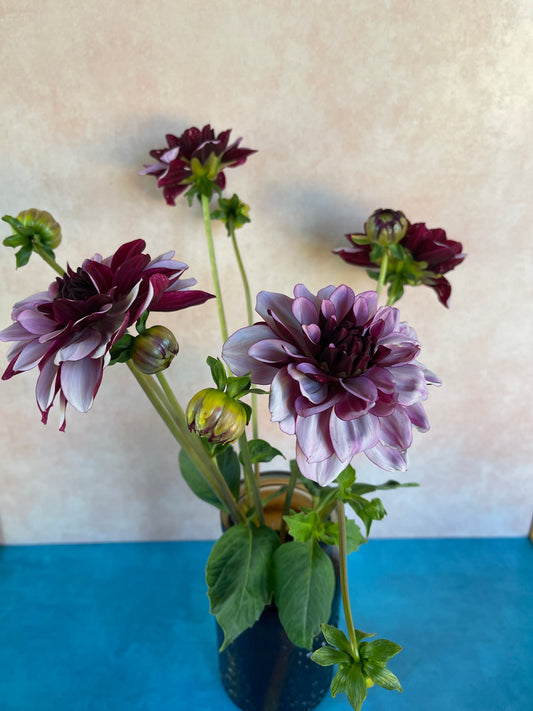 Creme de Cassis Dahlia