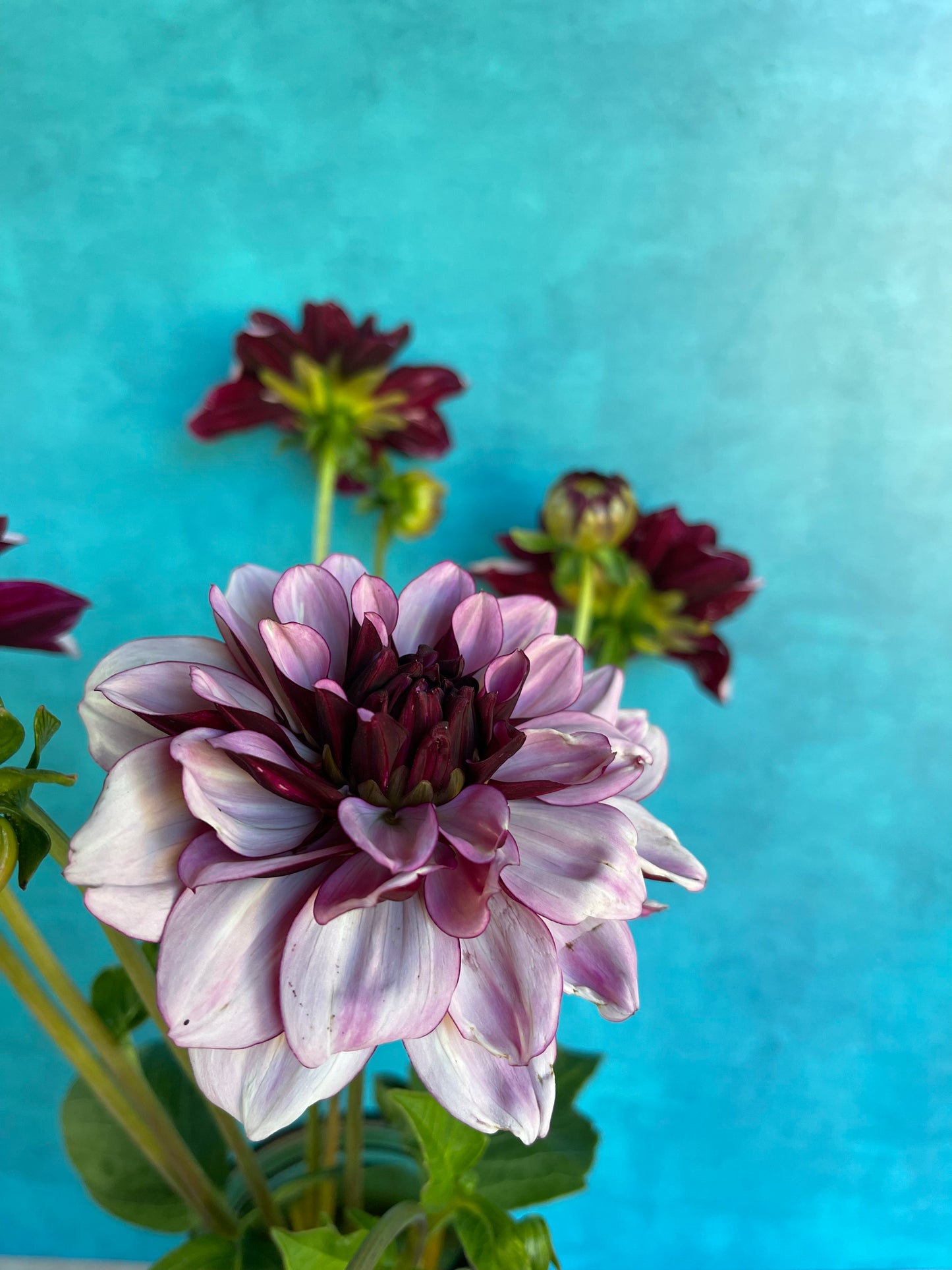 Creme de Cassis Dahlia