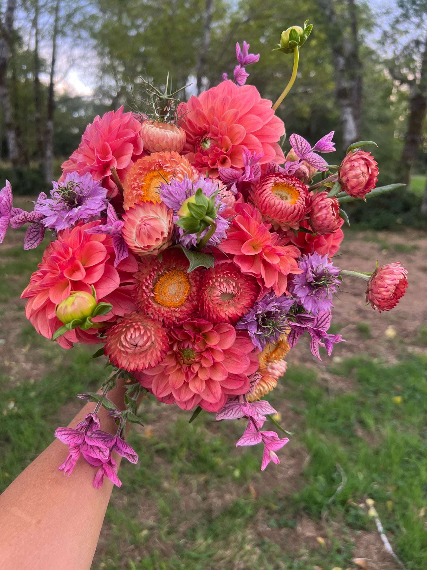 Strawflower - Apricot Peach