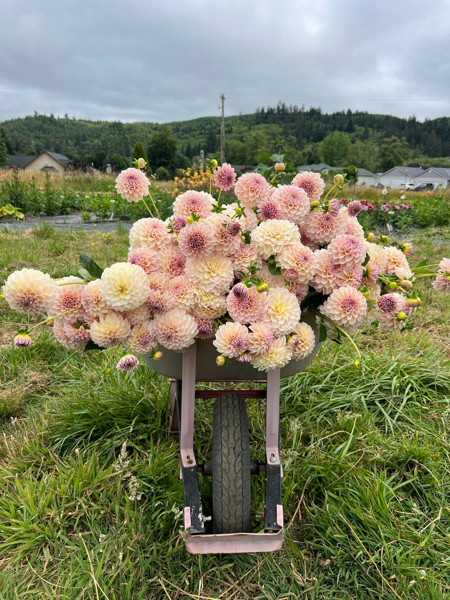 KA® Cinder Rose OR Bella Luna