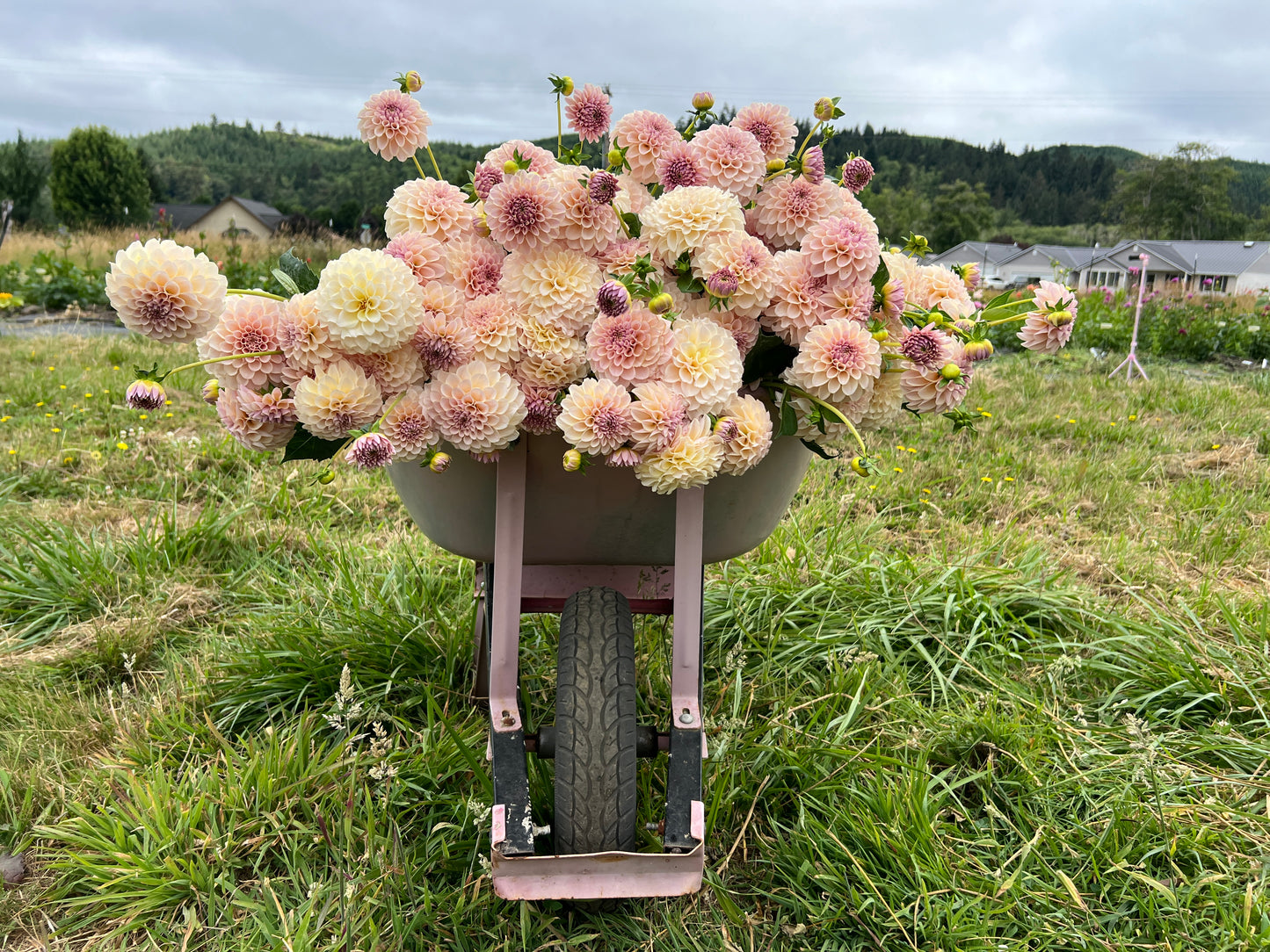KA® Cinder Rose OR Bella Luna