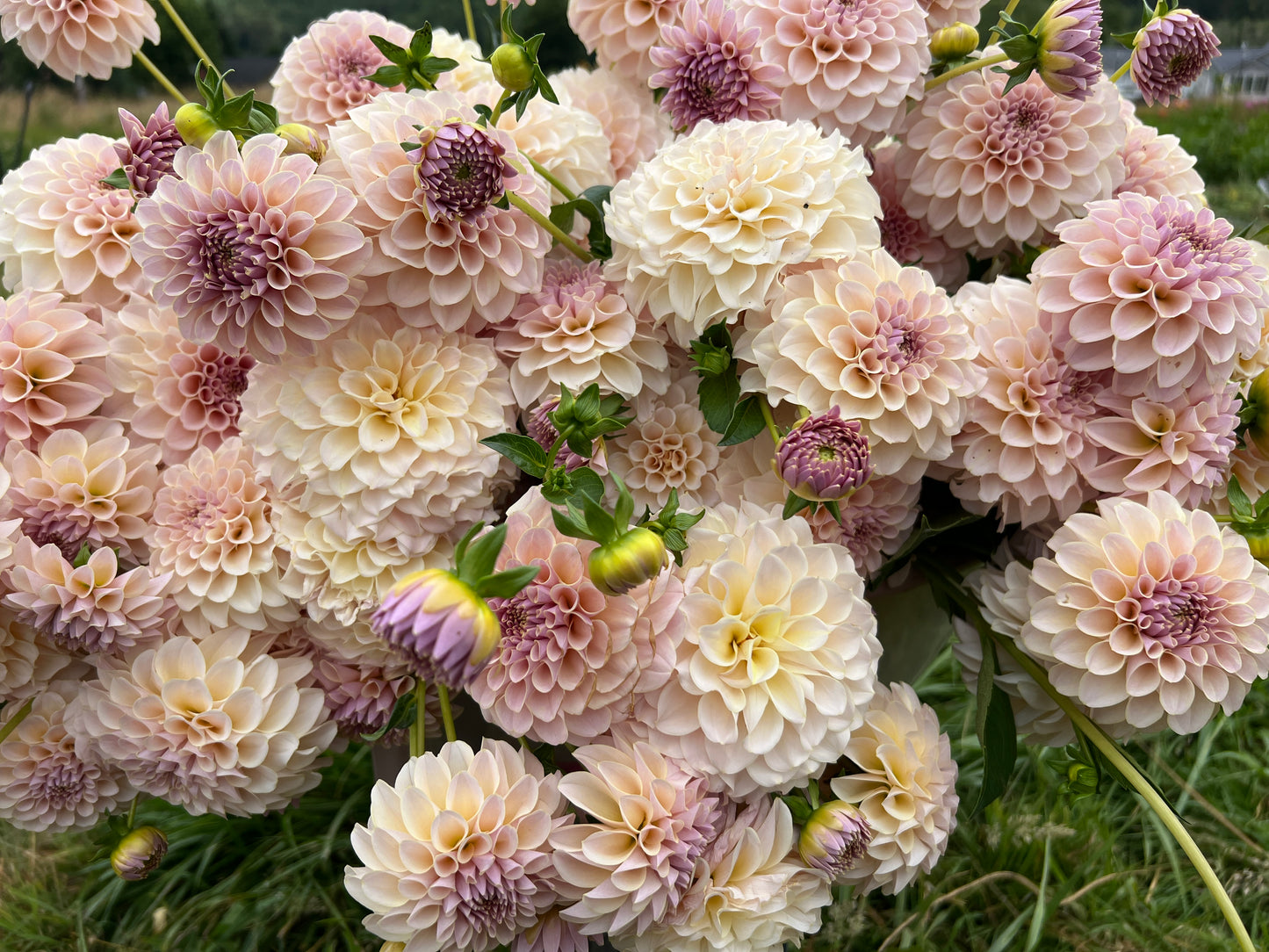 KA® Cinder Rose OR Bella Luna