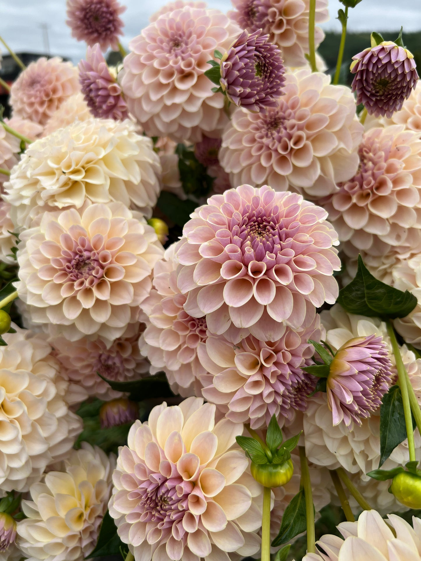 KA® Cinder Rose OR Bella Luna