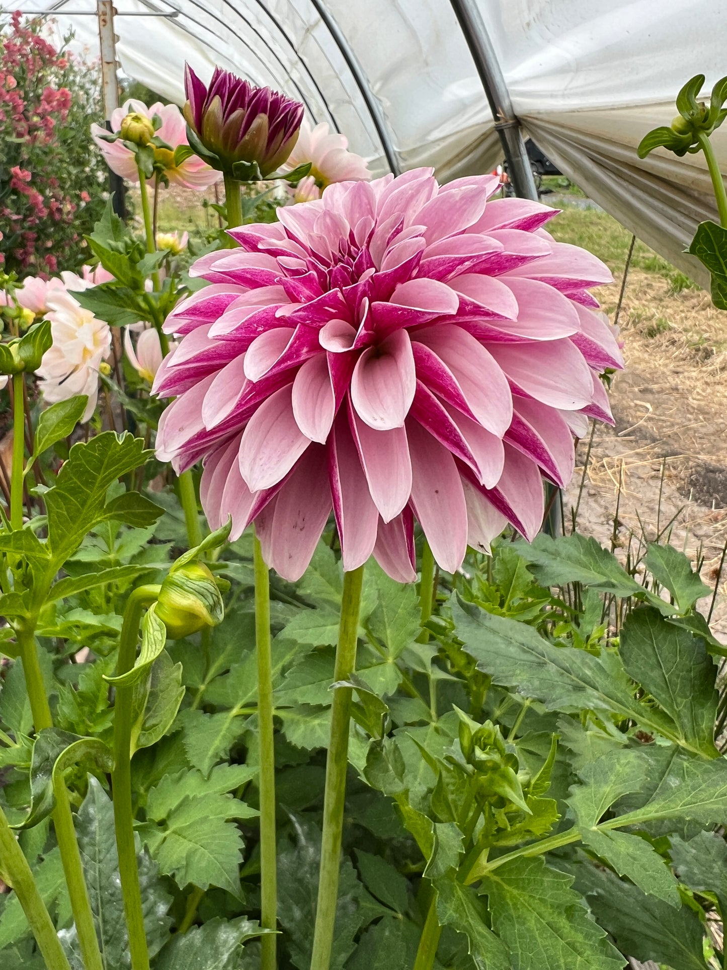 Salish Twilight Dahlia