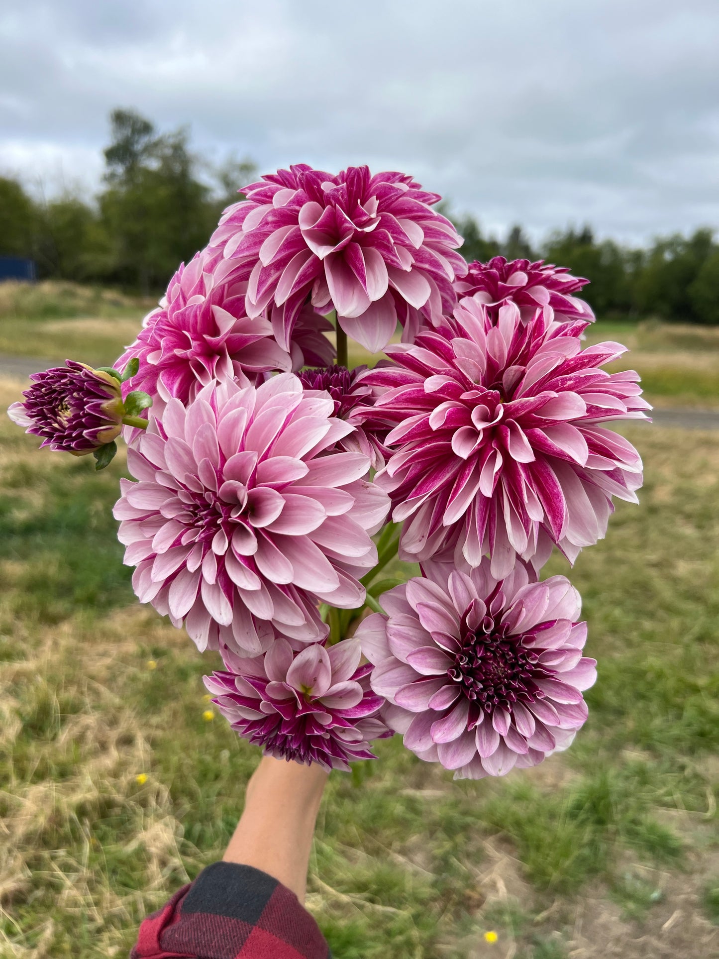 Salish Twilight Dahlia
