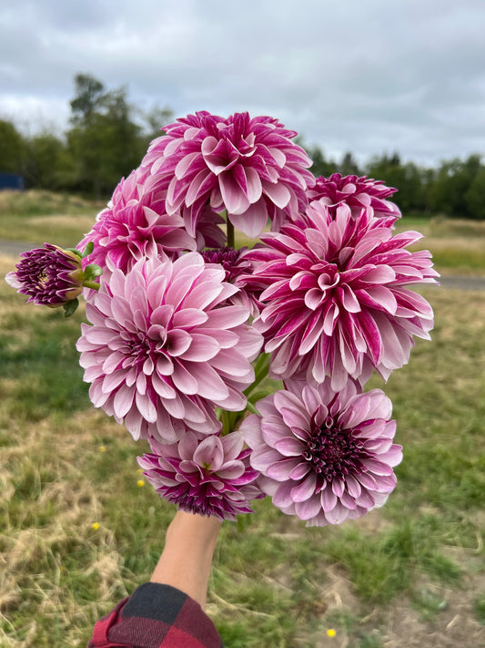 Salish Twilight Dahlia