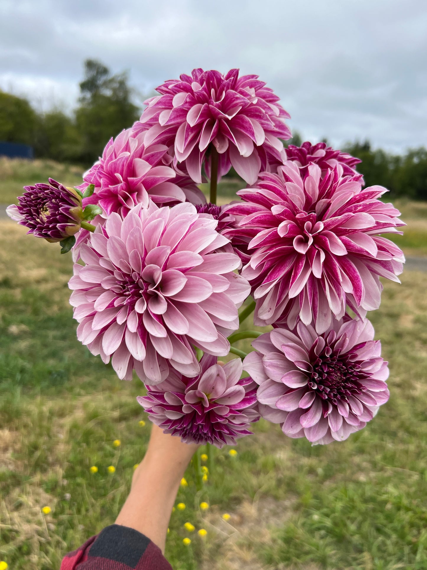 Salish Twilight Dahlia