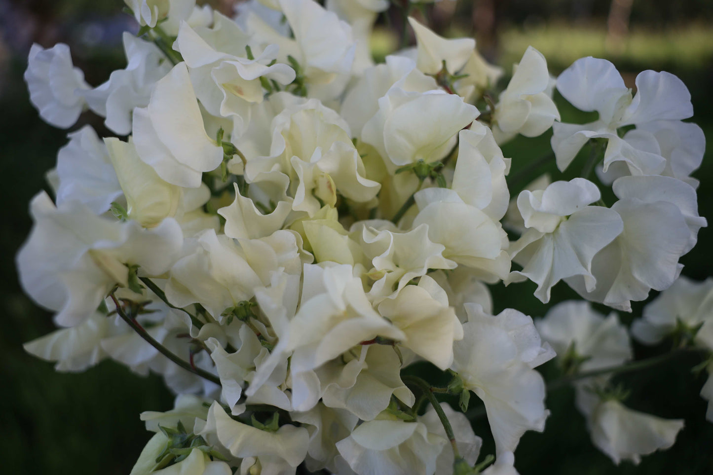 Sweet Pea 'Jilly'