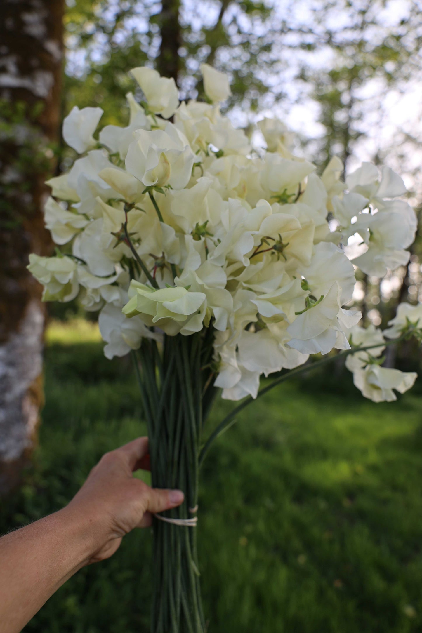 Sweet Pea 'Jilly'