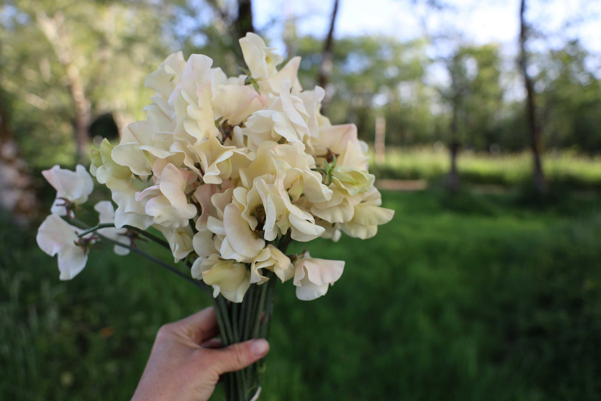 Sweet Pea 'Juliet'
