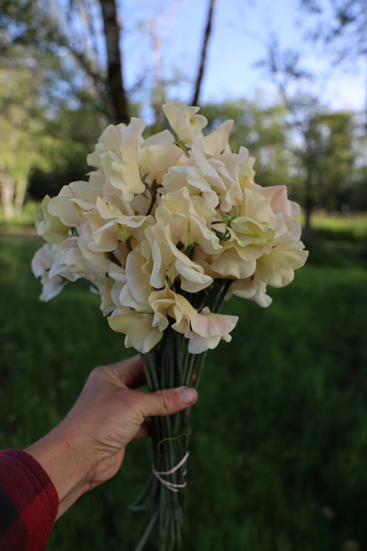Sweet Pea 'Juliet'