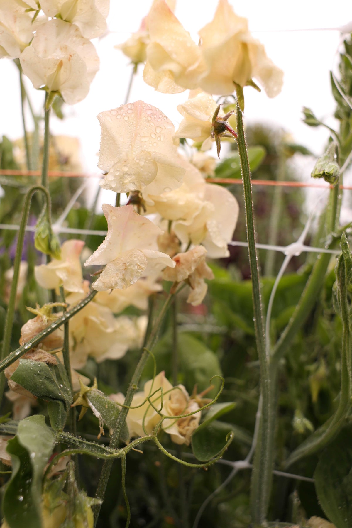 Sweet Pea 'Juliet'