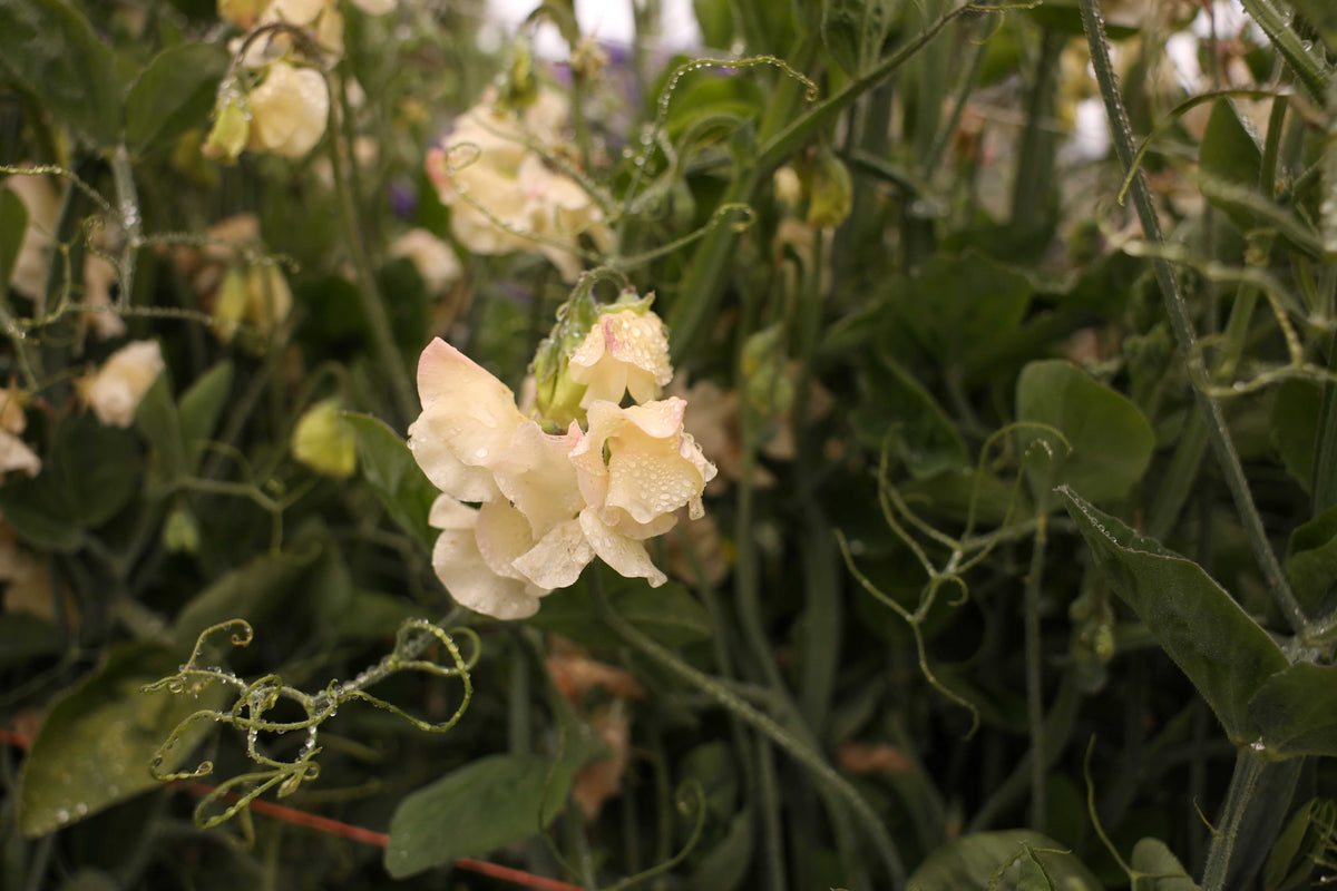 Sweet Pea 'Juliet'