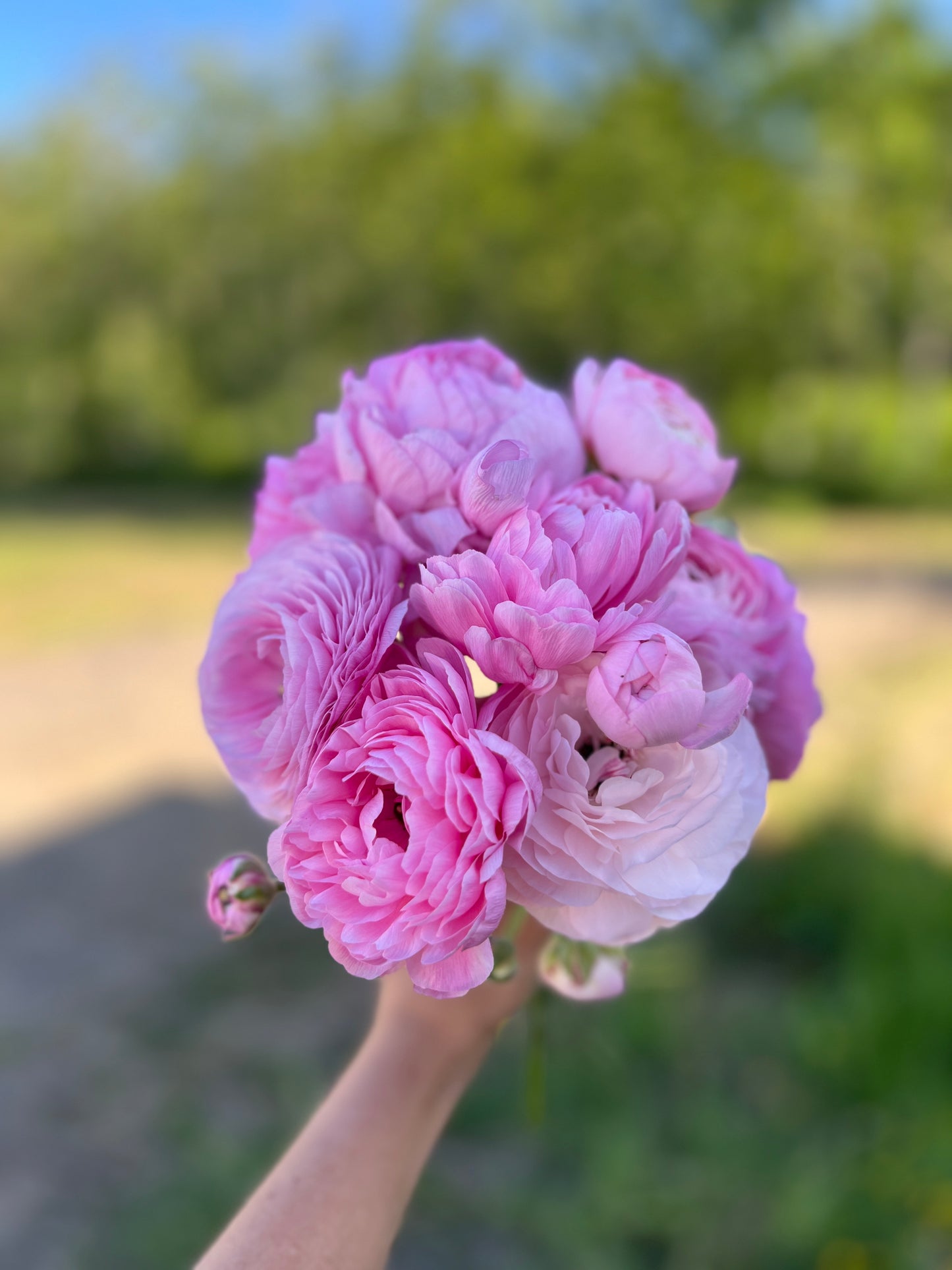 Ranunculus Half Clone Juliette - 15 corms