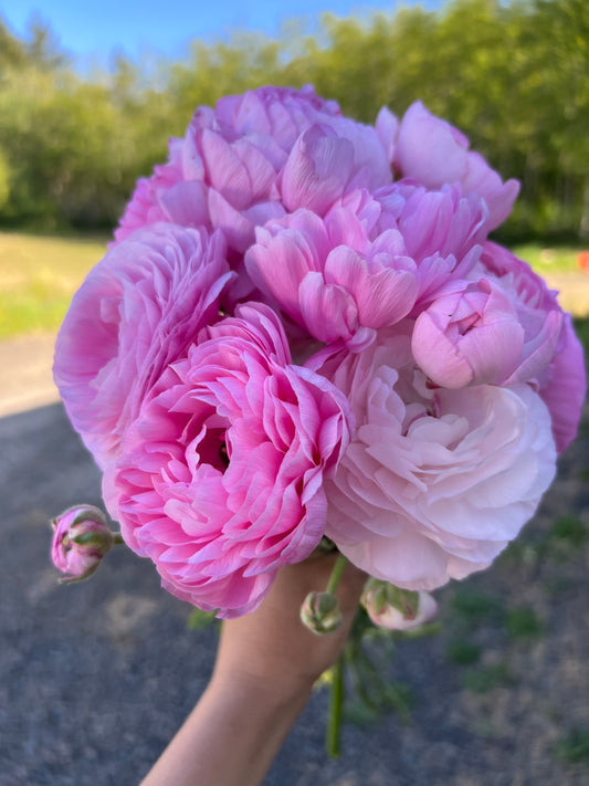 Ranunculus Half Clone Juliette - 15 corms