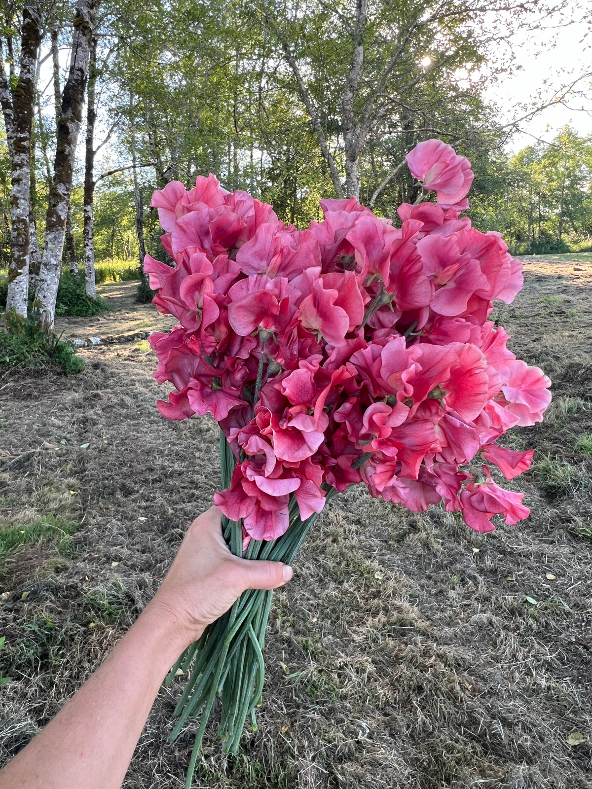 Sweet Pea 'King's Ransom' - 1 per household – Flower People