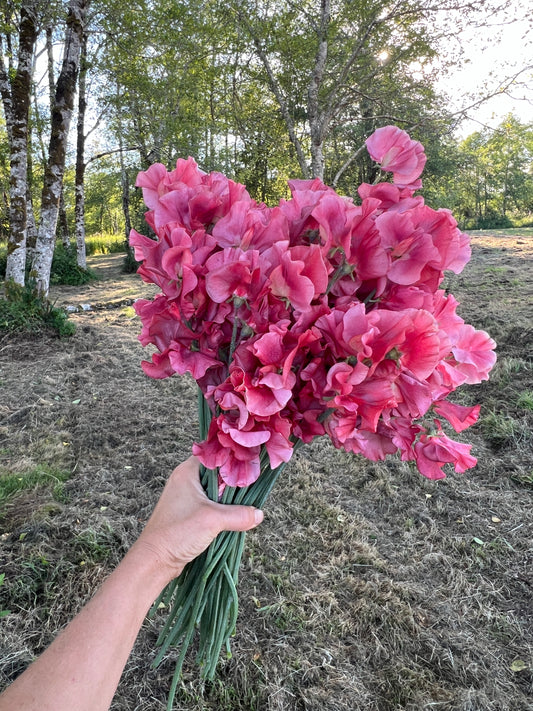 Sweet Pea King's Ransom