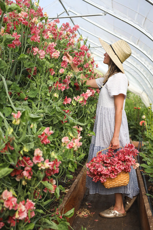 Sweet Pea King's Ransom