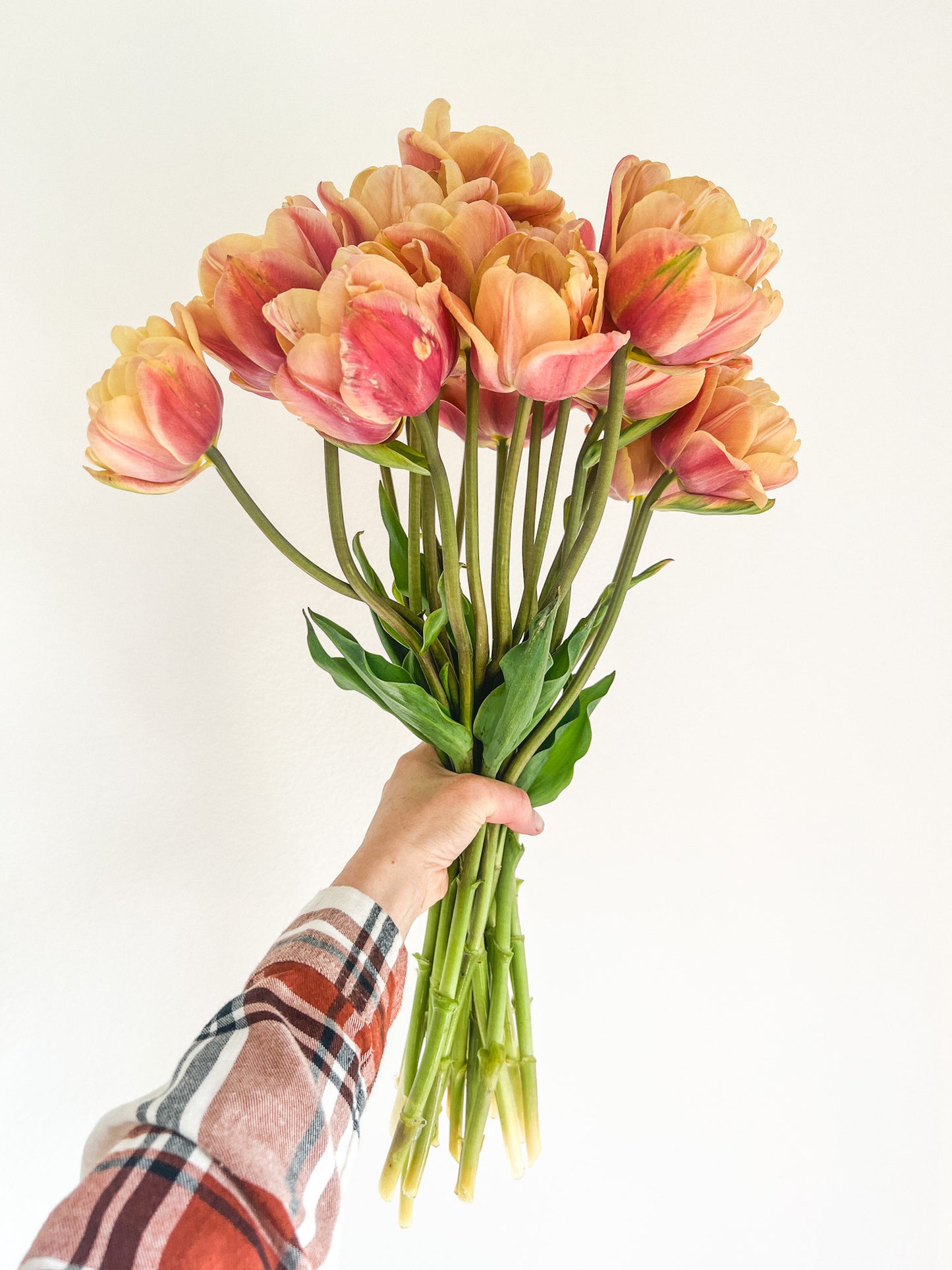 La Belle Epoque Tulip - 10 Bulbs